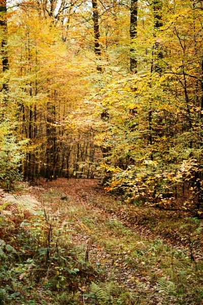 Hojas de haya de otoño, hojas amarillas en ramas contra el cielo azul con mucho espacio para copiar. — Foto de Stock