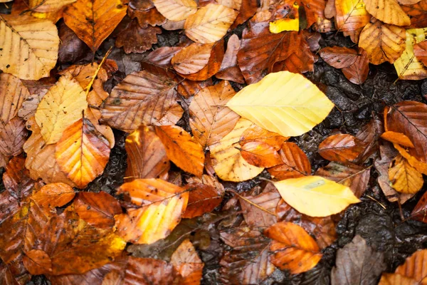 Rosso e arancione autunno lascia sfondo. All'aperto. Immagine backround colorata di foglie autunnali cadute perfetta per l'uso stagionale. Spazio per testo. — Foto Stock