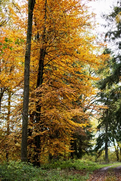 Hojas de haya de otoño, hojas amarillas en ramas contra el cielo azul con mucho espacio para copiar. — Foto de Stock