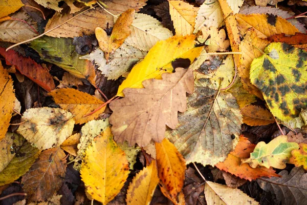 Autunno foglie di faggio, foglie gialle sui rami contro il cielo blu con abbondanza di spazio copia. — Foto Stock