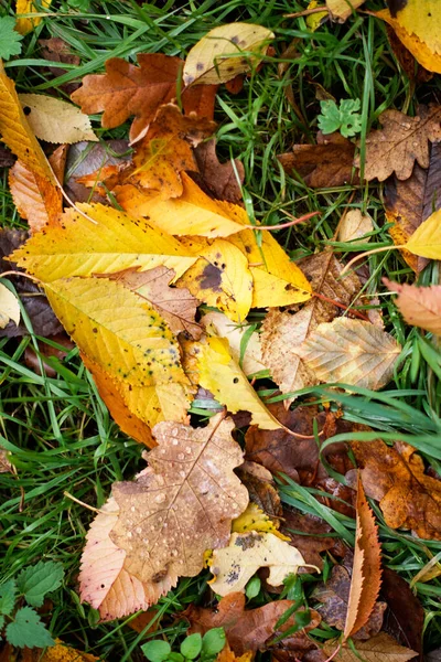 Autunno foglie di faggio, foglie gialle sui rami contro il cielo blu con abbondanza di spazio copia. — Foto Stock