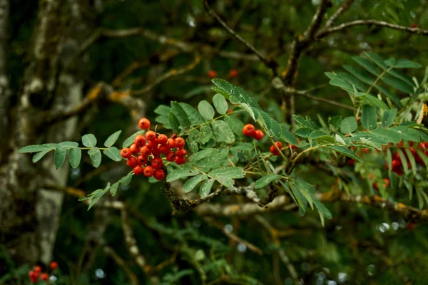 Bagas Rowan Vermelho Contra Céu — Fotografia de Stock