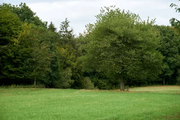 Paysage Automne Avec Des Arbres Colorés Près Daun Eifel — Photo