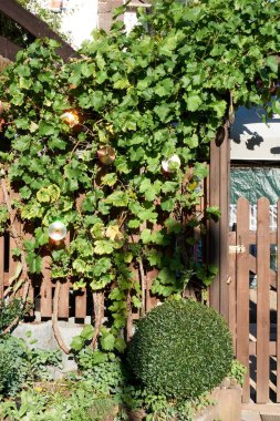 Güneşli bir günde çalılıklarda sallanan üzümler.