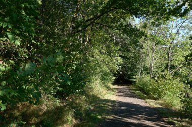Daun, Eifel yakınlarındaki renkli ağaçlarla sonbahar manzarası.