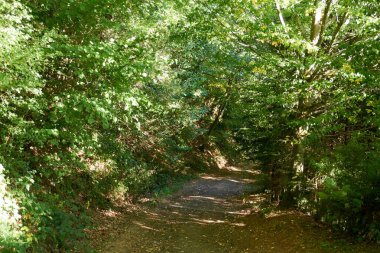 Daun, Eifel yakınlarındaki renkli ağaçlarla sonbahar manzarası.