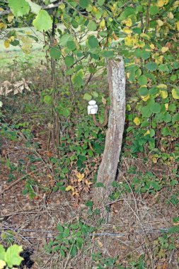 Daun, Eifel yakınlarındaki renkli ağaçlarla sonbahar manzarası.