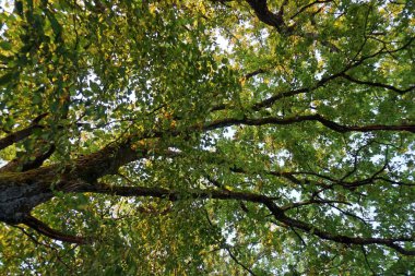 Daun, Eifel yakınlarındaki renkli ağaçlarla sonbahar manzarası.