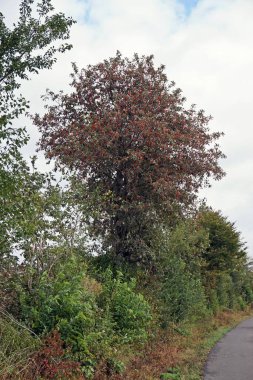 Daun, Eifel yakınlarındaki renkli ağaçlarla sonbahar manzarası.