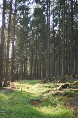 Daun, Eifel yakınlarındaki renkli ağaçlarla sonbahar manzarası.