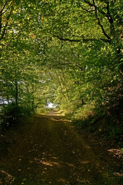 Paisaje Otoño Con Árboles Colores Cerca Daun Eifel — Foto de Stock