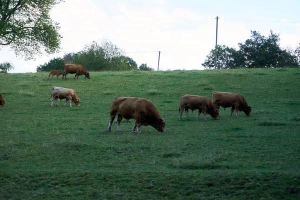 Een Bruine Kudde Vee Graast Een Vers Groen Weitje — Stockfoto