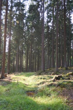 Daun, Eifel yakınlarındaki renkli ağaçlarla sonbahar manzarası.