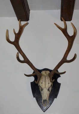 Geyik kafası beyaz arkaplanda izole edildi.