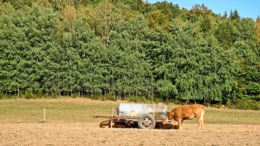 Daun, Eifel yakınlarındaki renkli ağaçlarla sonbahar manzarası.
