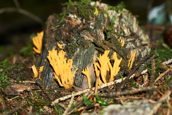 落叶松珊瑚在森林中的蘑菇 — 图库照片