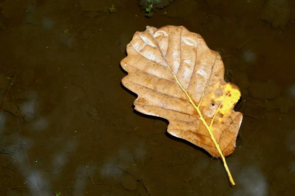 Foglia Quercia Caduta Presa Vecchia Foglia Quercia Marcia Pietra Acqua — Foto Stock