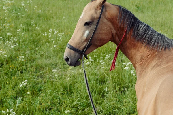 Schönes braunes Pferd liegt auf Wiese, Portrait — Stockfoto