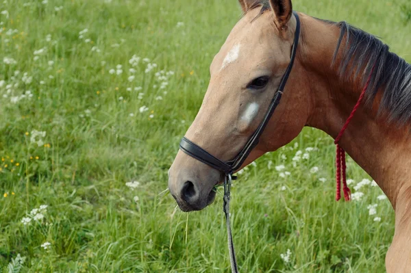 Красивий коричневий кінь лежить на трав'яному полі — стокове фото