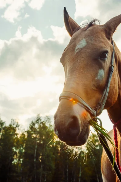 Cheval brun manger de l'herbe dans le champ contre le soleil, gros plan portrai — Photo