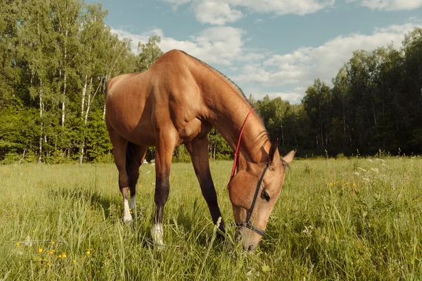 Cheval brun manger de l'herbe dans le champ — Photo