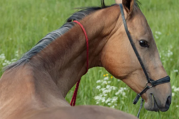 Cavalo marrom mentira no campo de grama — Fotografia de Stock