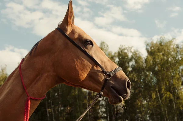 Close up retrato de cavalo no campo ao ar livre — Fotografia de Stock