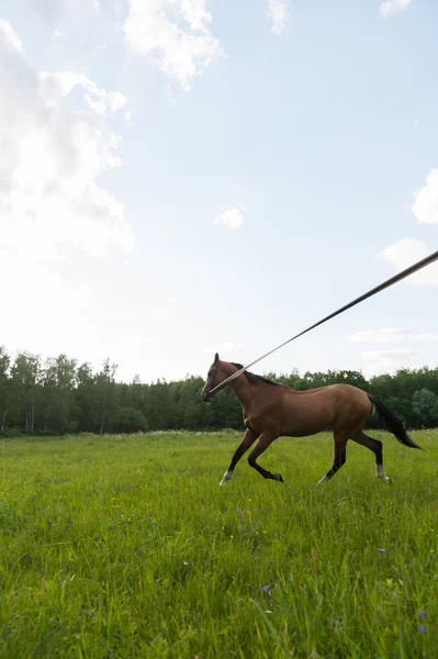 Course de chevaux dans le champ — Photo