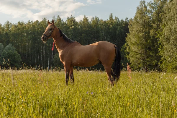 Horse stay in grass field — Stock Photo, Image