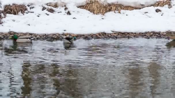 Стая уток, плавающих в реке в зимний сезон — стоковое видео