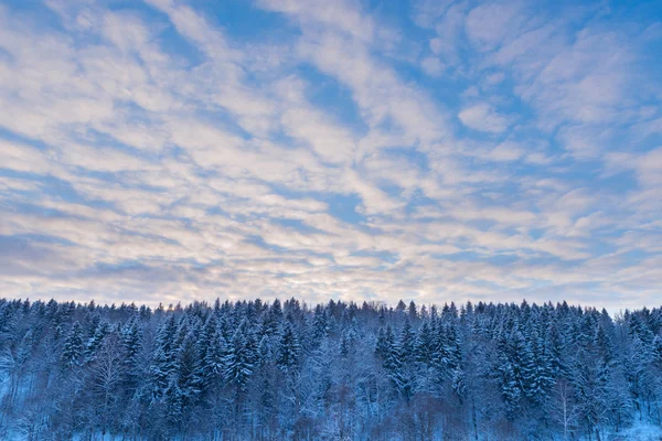 Floresta de abeto e céu de pôr do sol em estação de inverno de neve — Fotografia de Stock