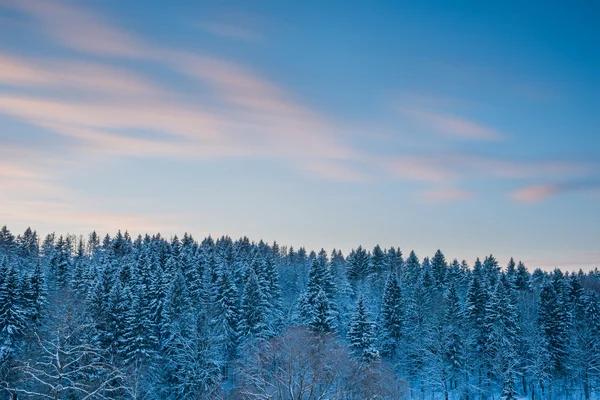 Пейзаж елового леса и размытые облака в небе заката на снегу — стоковое фото