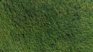 Uçan çim alan ve karahindiba