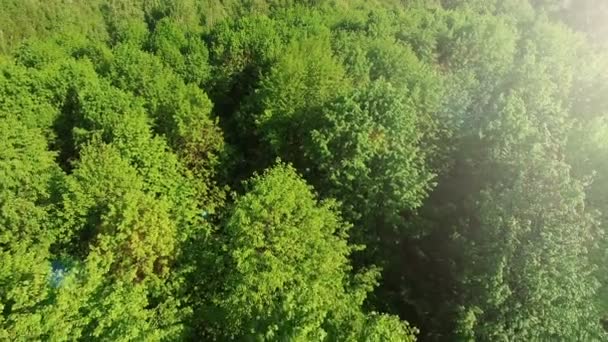 Létání nad lesy a stromy při slunce západu slunce — Stock video