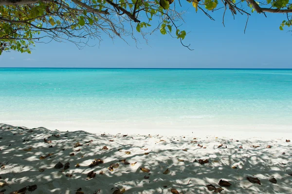 Ocean with tree — Stock Photo, Image