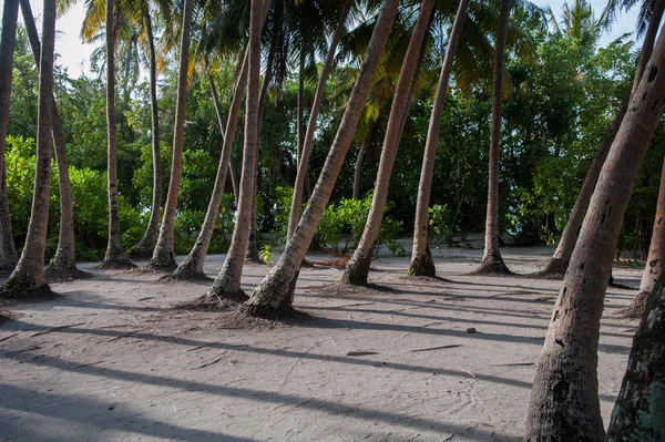 Palms Adası — Stok fotoğraf