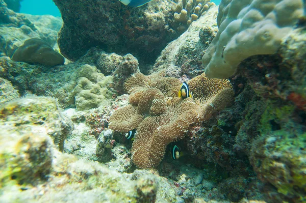 Korallen und Fische — Stockfoto