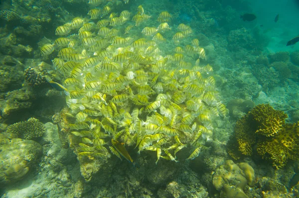 Scuola di pesce — Foto Stock