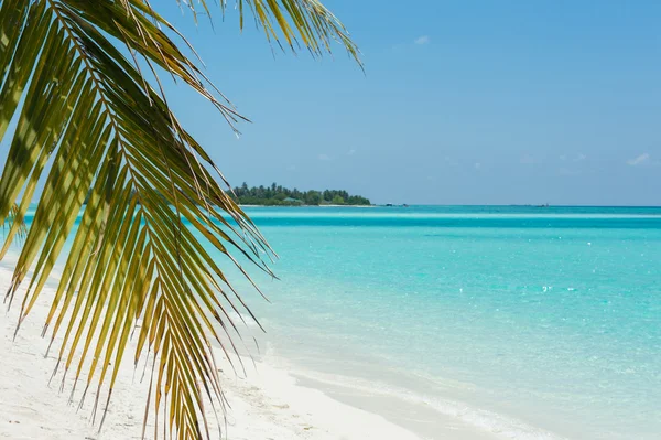 Palm tree — Stock Photo, Image