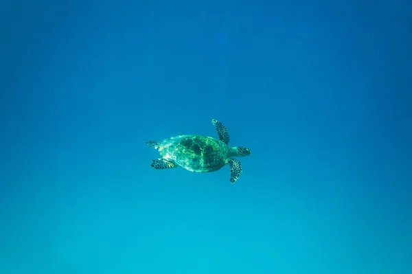 바다 거북 수 중 — 스톡 사진