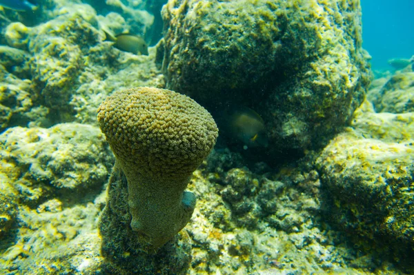 Beautiful soft coral — Stock Photo, Image