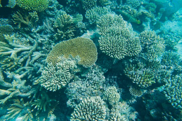 Coral Reef — Stock Photo, Image