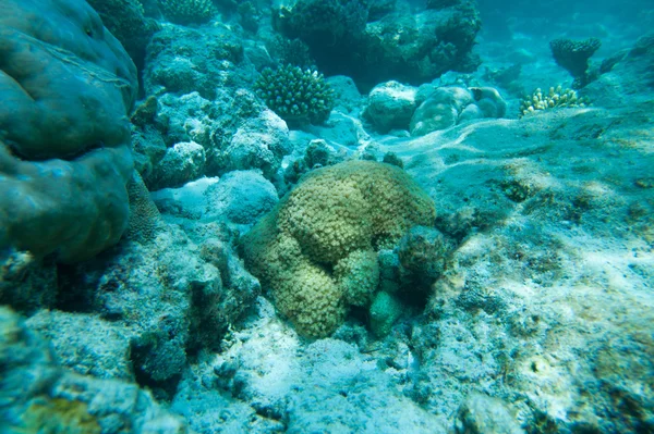 Beautiful corals — Stock Photo, Image