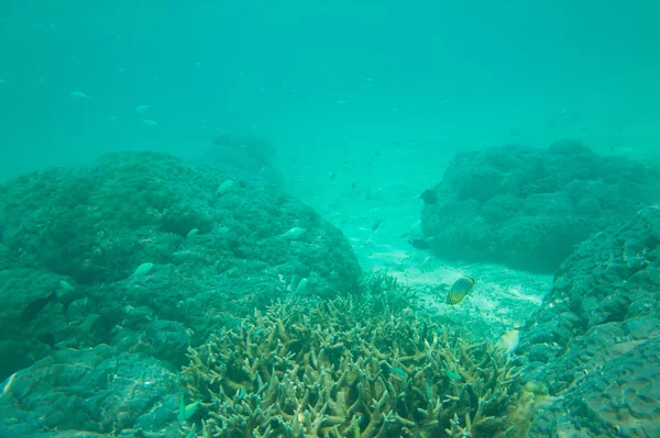 Barriera corallina con pesce — Foto Stock