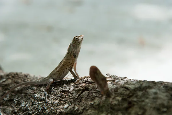 Close up van hagedis — Stockfoto