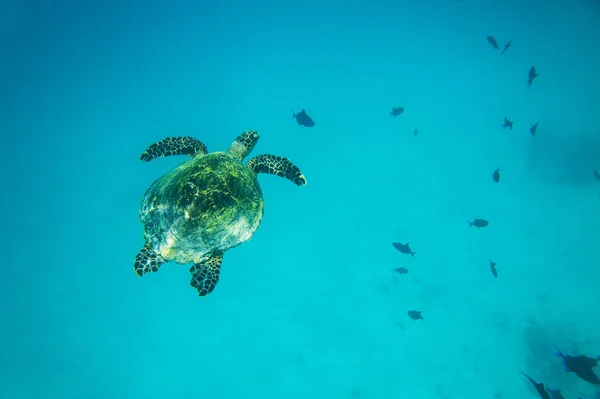 Tartaruga marina nuoto — Foto Stock