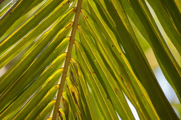 Grünes Palmblatt Stockbild