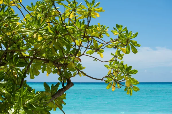 Hermoso árbol verde Imágenes de stock libres de derechos