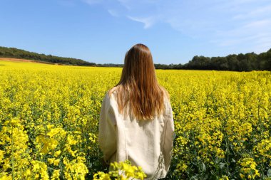 Sarı çiçek tarlasında yürüyen bir kadının arka plan portresi