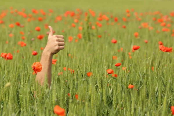 Hand med tummen upp mitt i en äng — Stockfoto